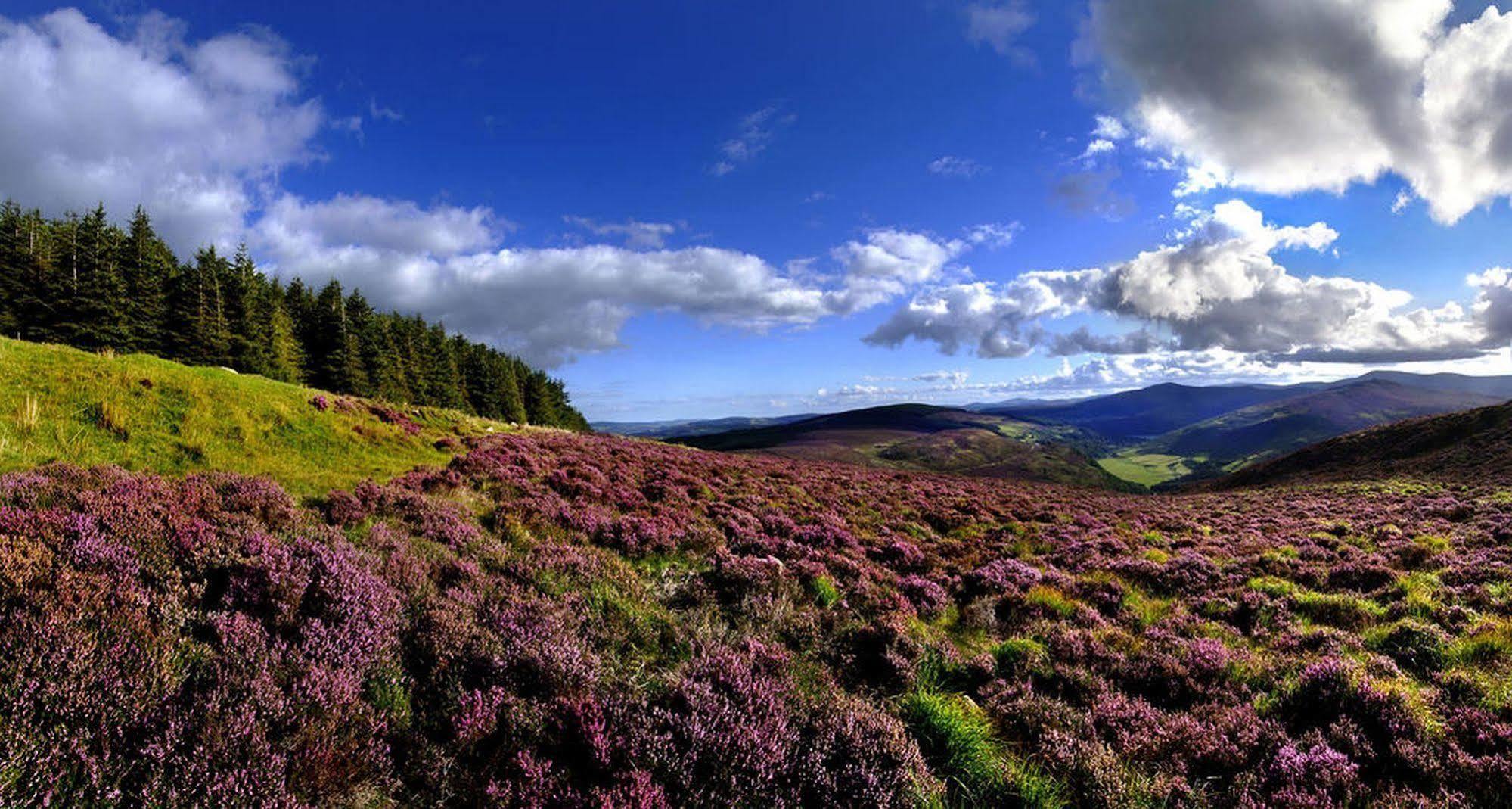 Druids Glen Resort Newtown Mount Kennedy Esterno foto